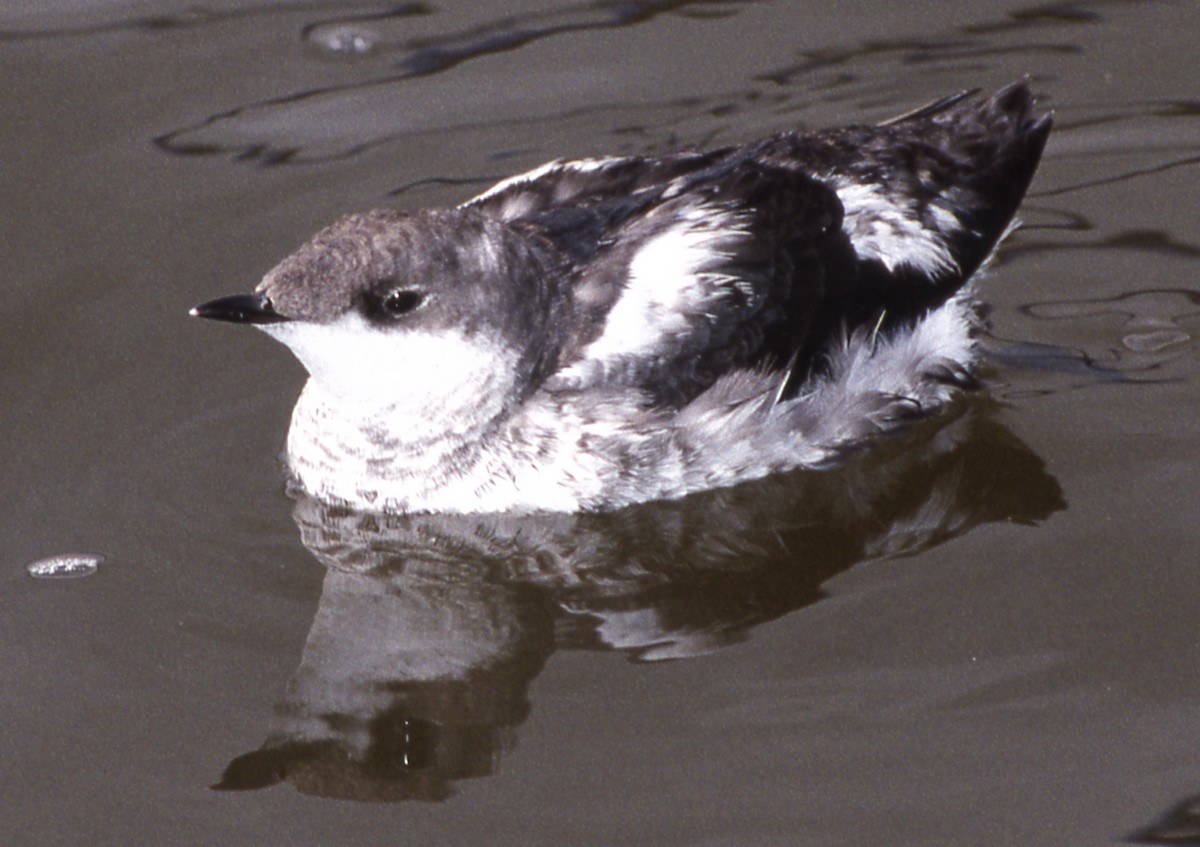 Long-billed Murrelet - ML314602531