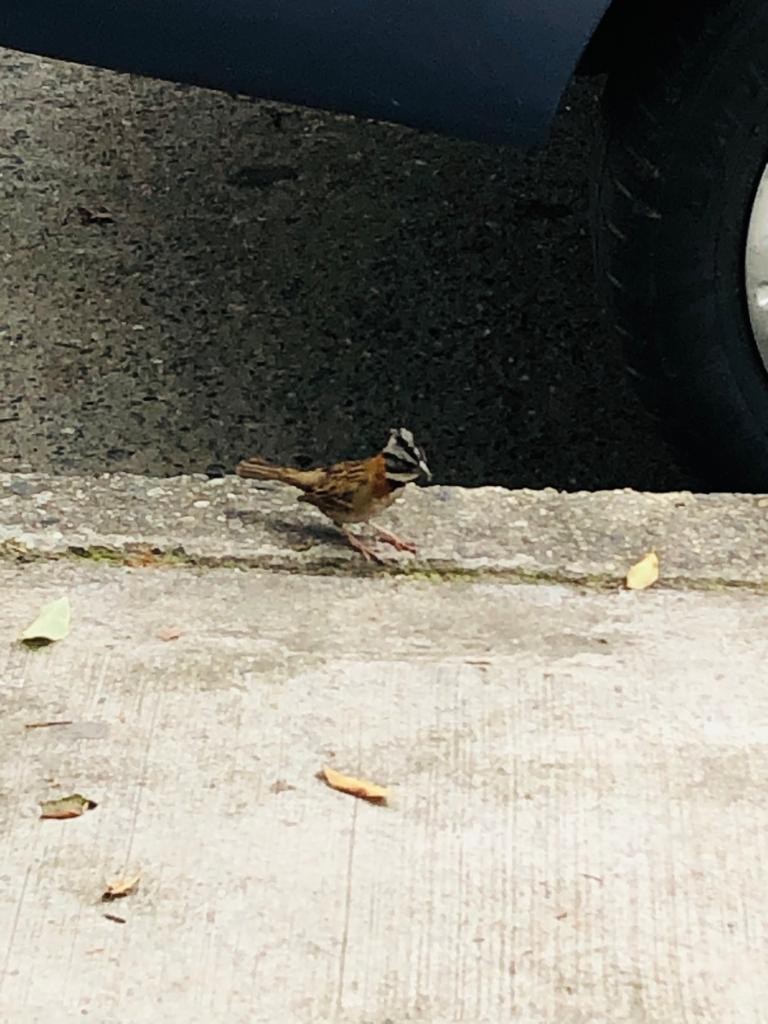 Rufous-collared Sparrow - ML314602821