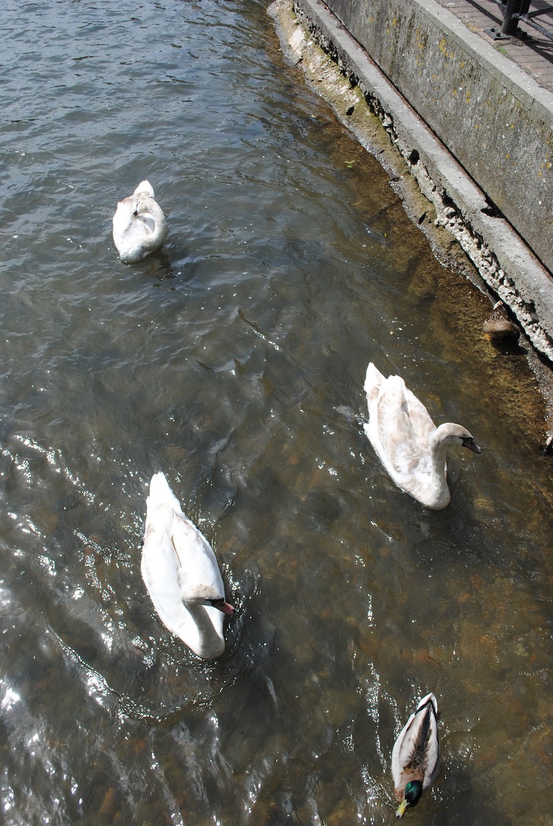 Cigno reale - ML314604021