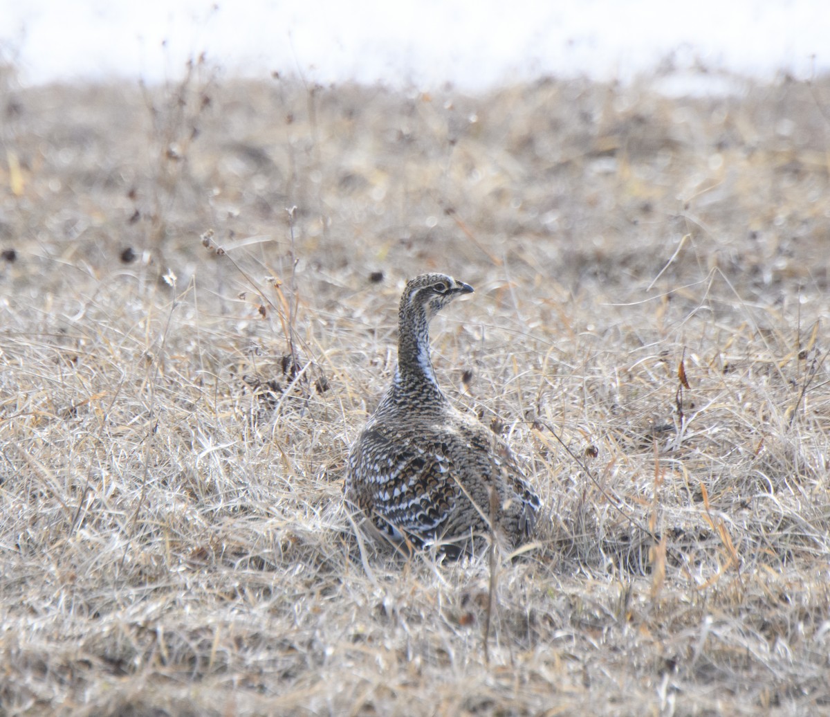 Sharp-tailed Grouse - ML314604091