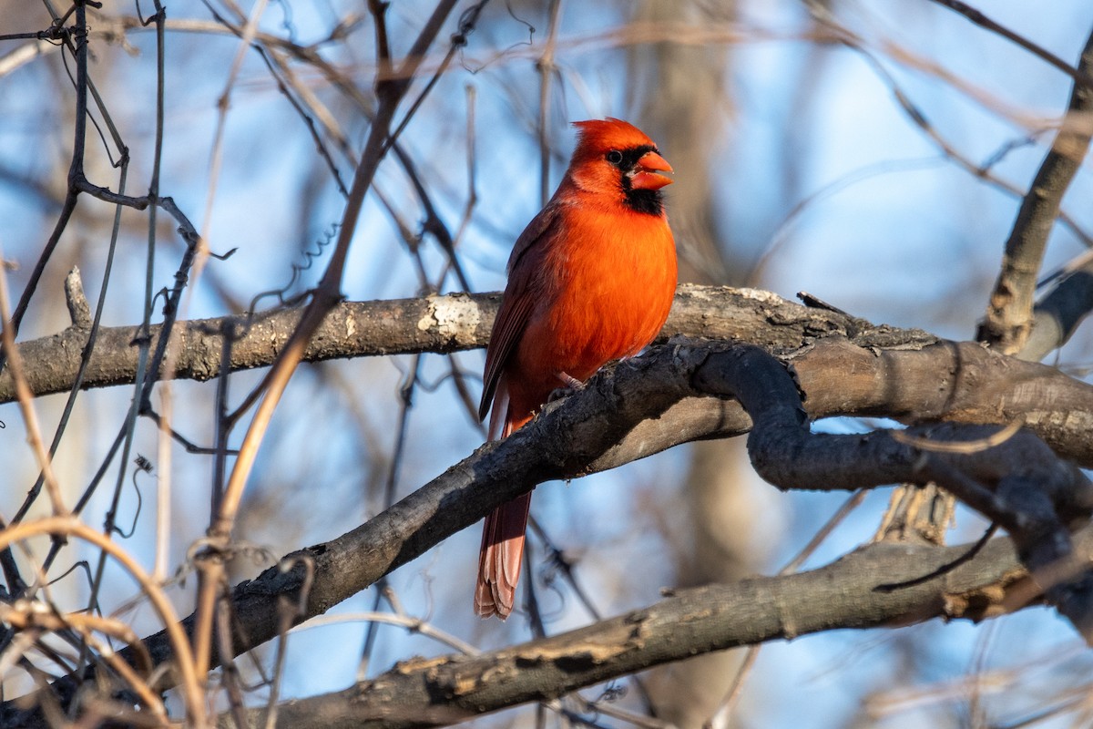 Northern Cardinal - ML314604141