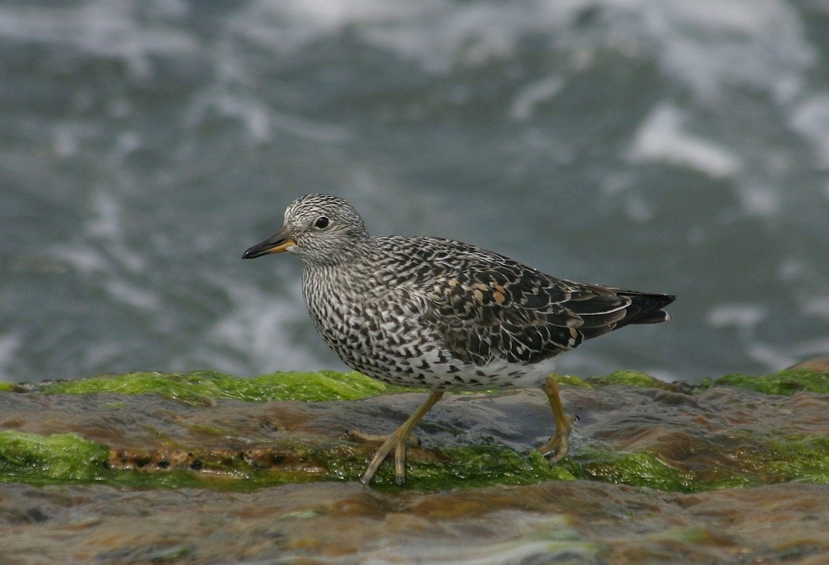 Surfbird - ML31460421