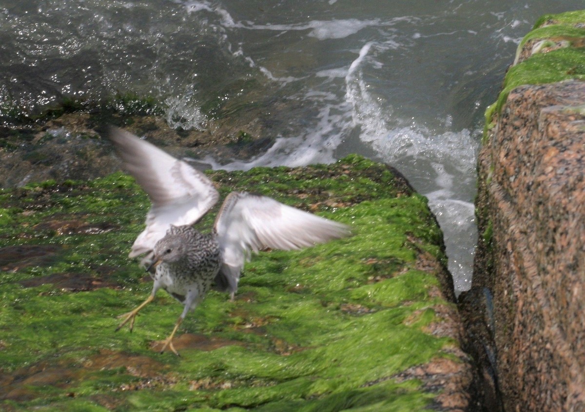 Surfbird - ML31460441