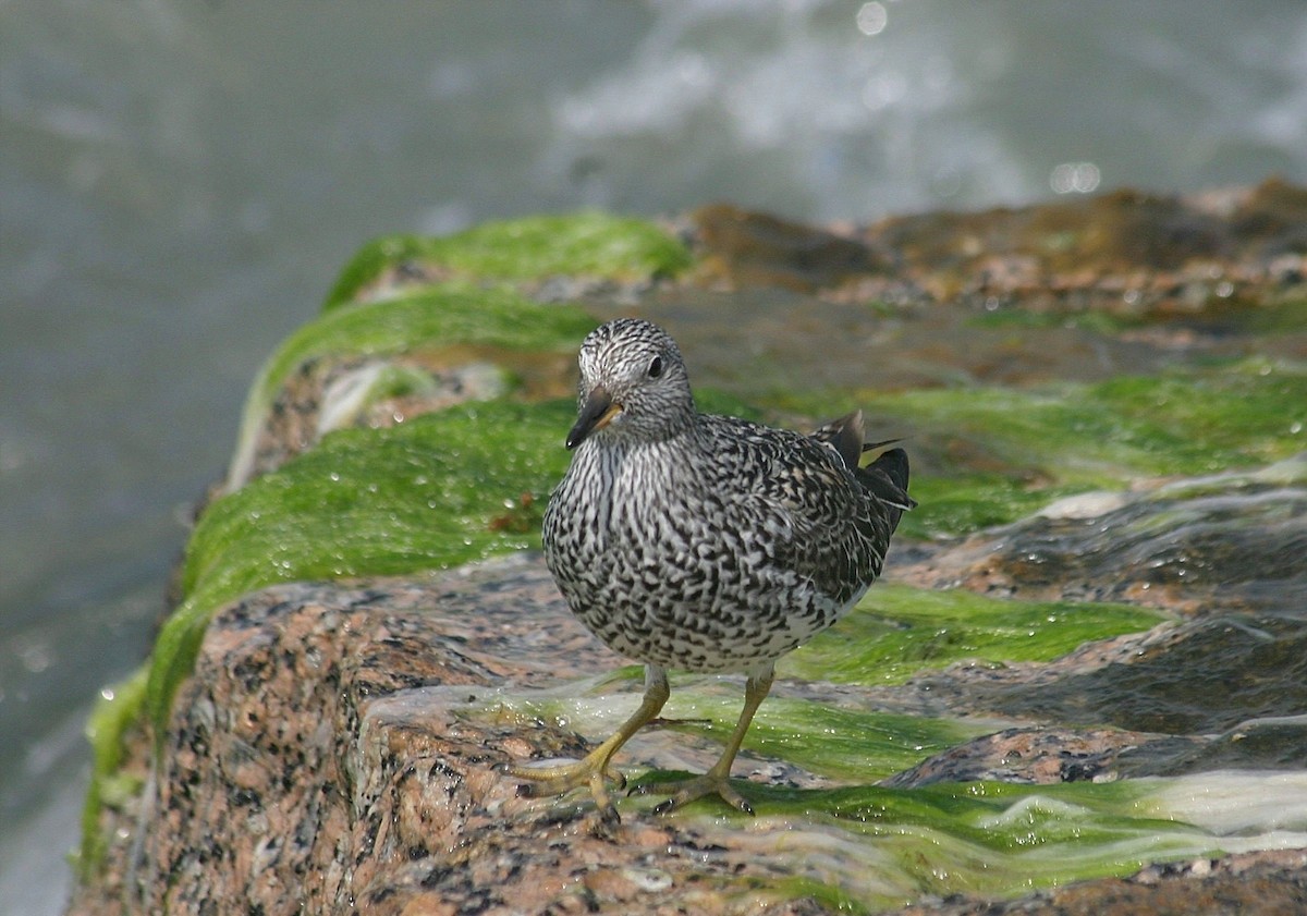 Surfbird - ML31460451