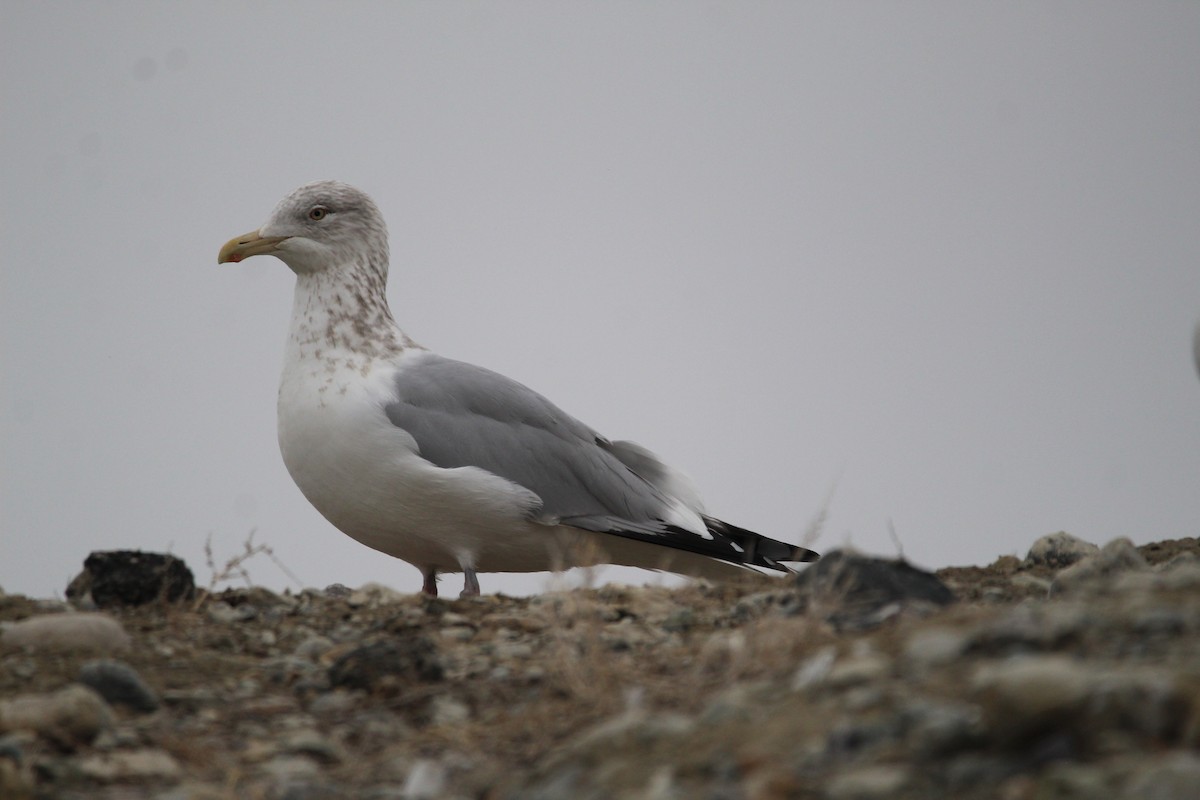 Herring Gull (American) - Braydon Luikart