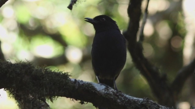 Sri Lanka Whistling-Thrush - ML314609491