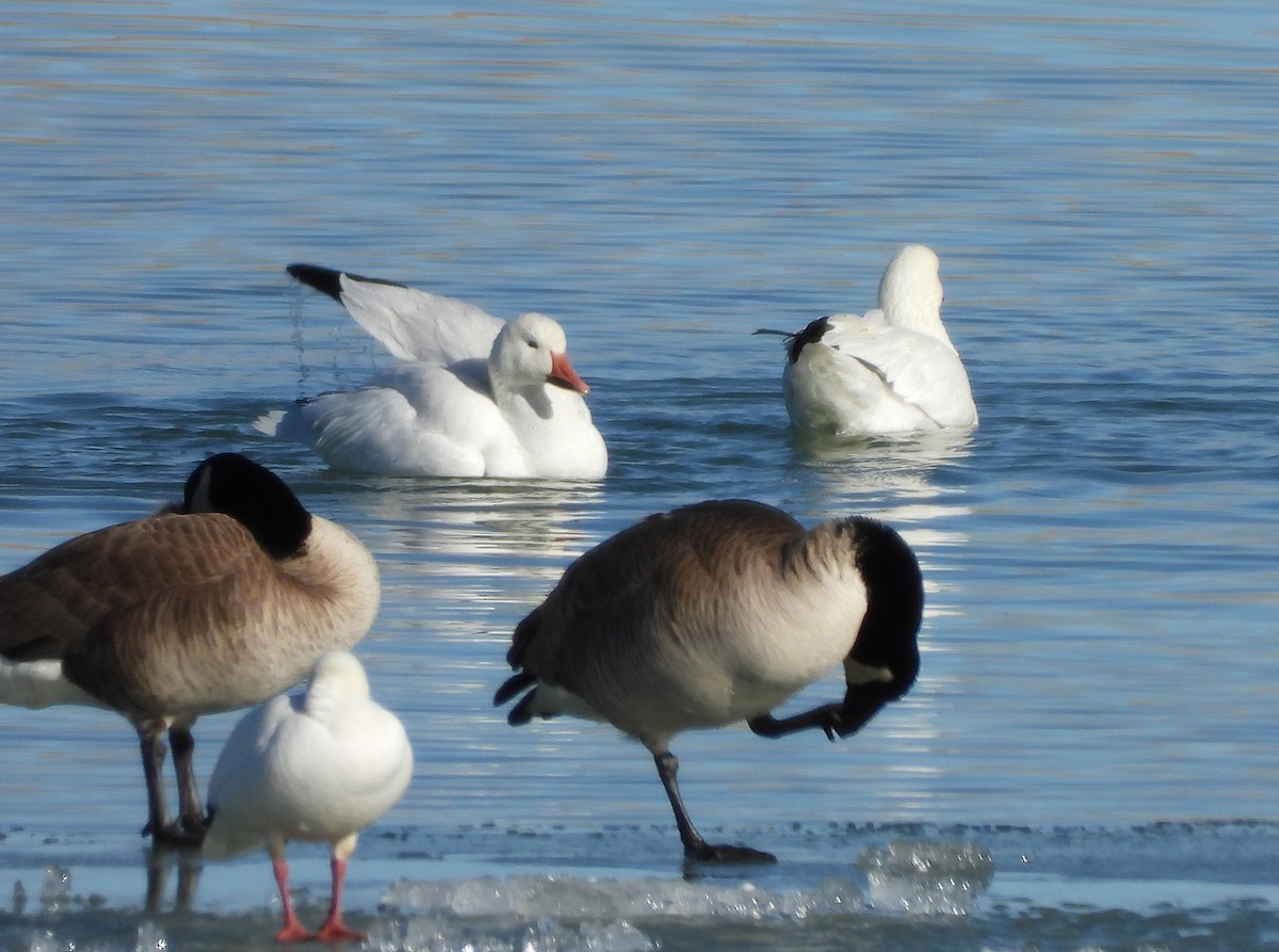 Snow Goose - ML314612851