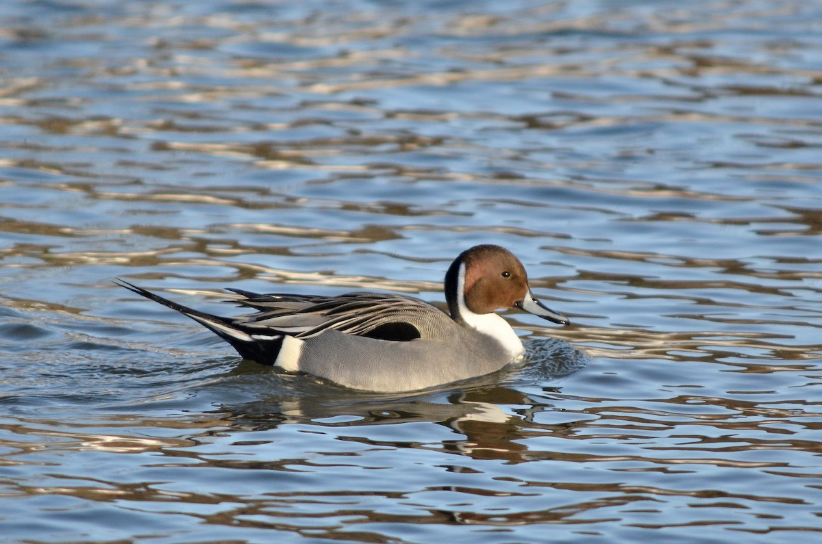 Northern Pintail - ML314615221