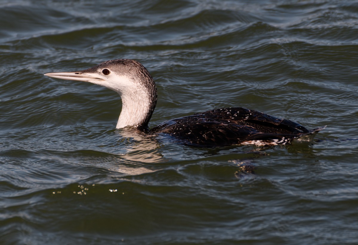 Red-throated Loon - ML314615481