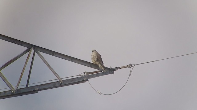 Gyrfalcon - ML314616201