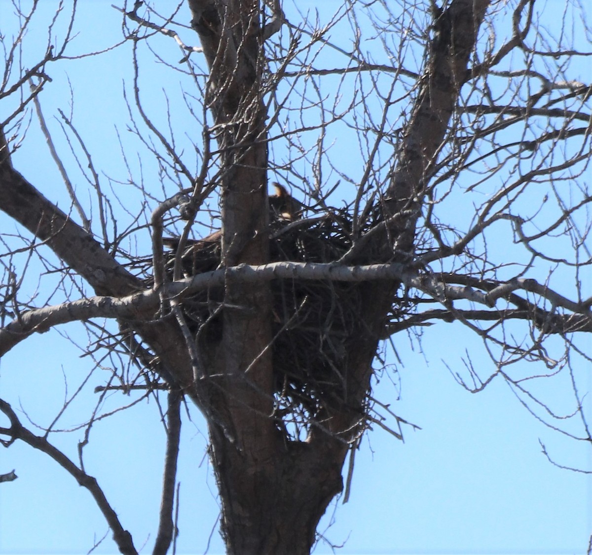 Great Horned Owl - ML314616261