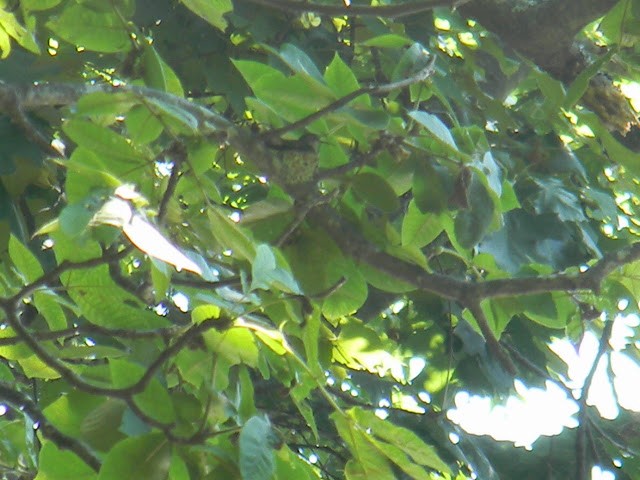 Ruby-throated Hummingbird - ML31461781