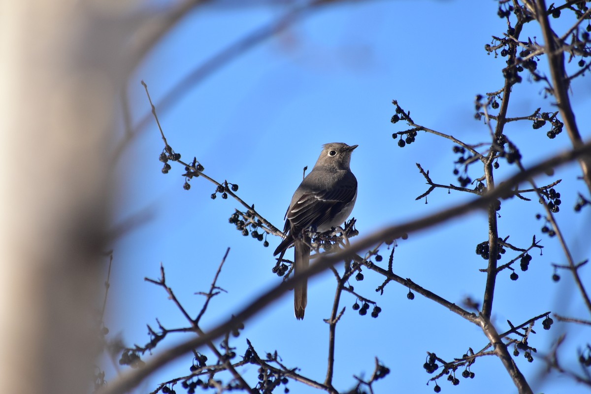 Townsend's Solitaire - David Servos