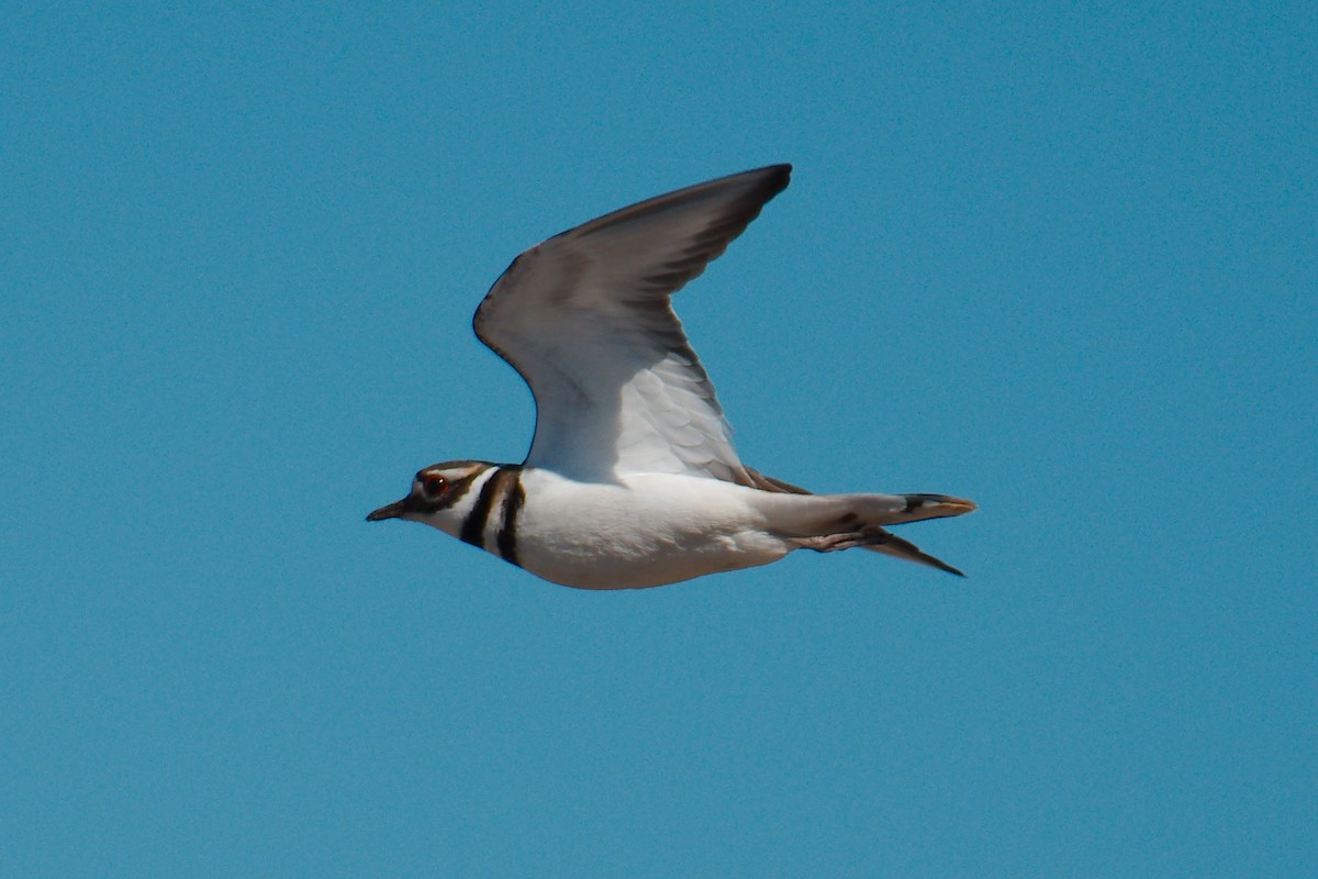 Killdeer - ML314619351