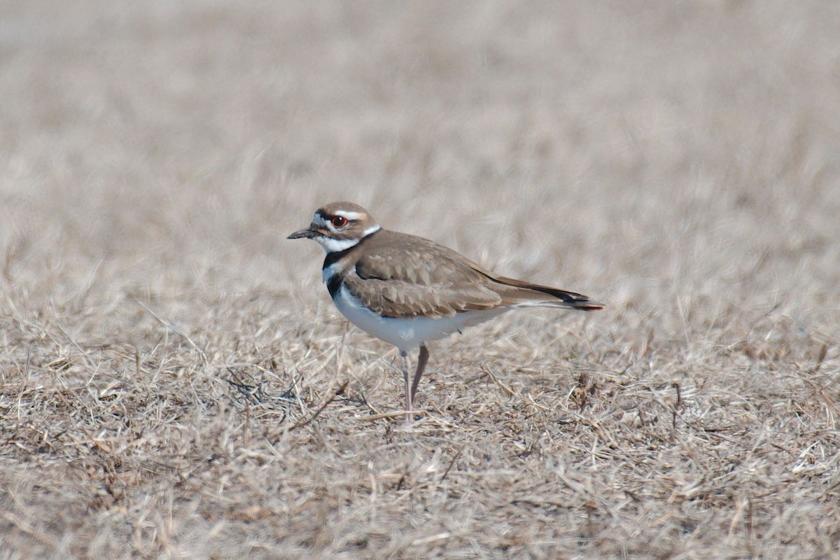 Killdeer - ML314619361