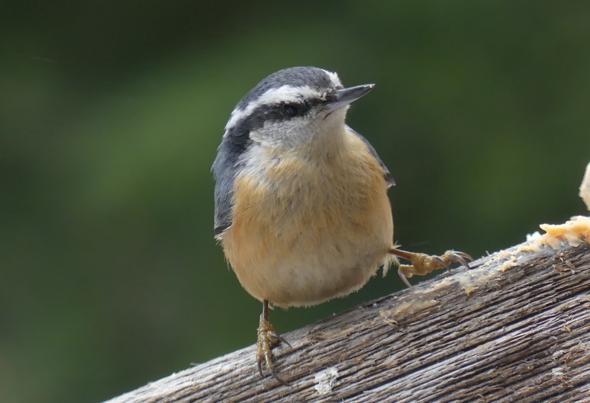 Red-breasted Nuthatch - Jose Gagnon