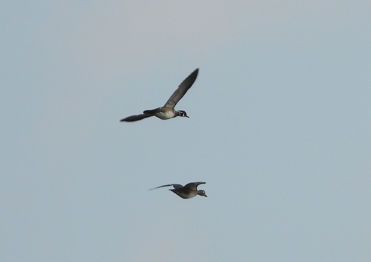 Wood Duck - ML314621331