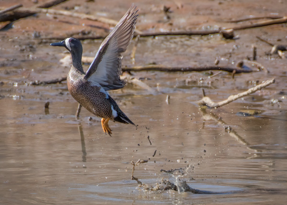 Blue-winged Teal - ML314621941