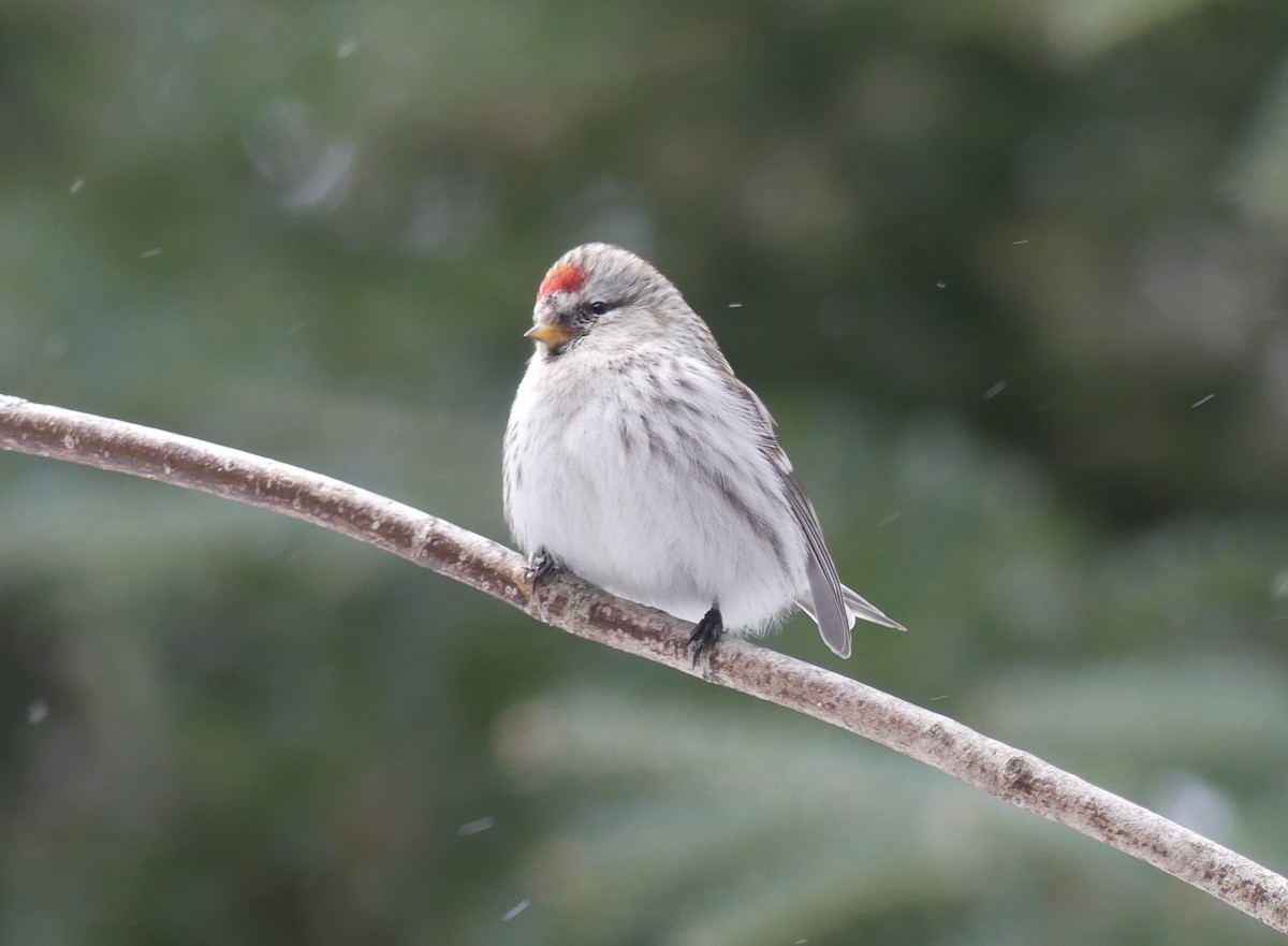 Redpoll (Hoary) - ML314622151