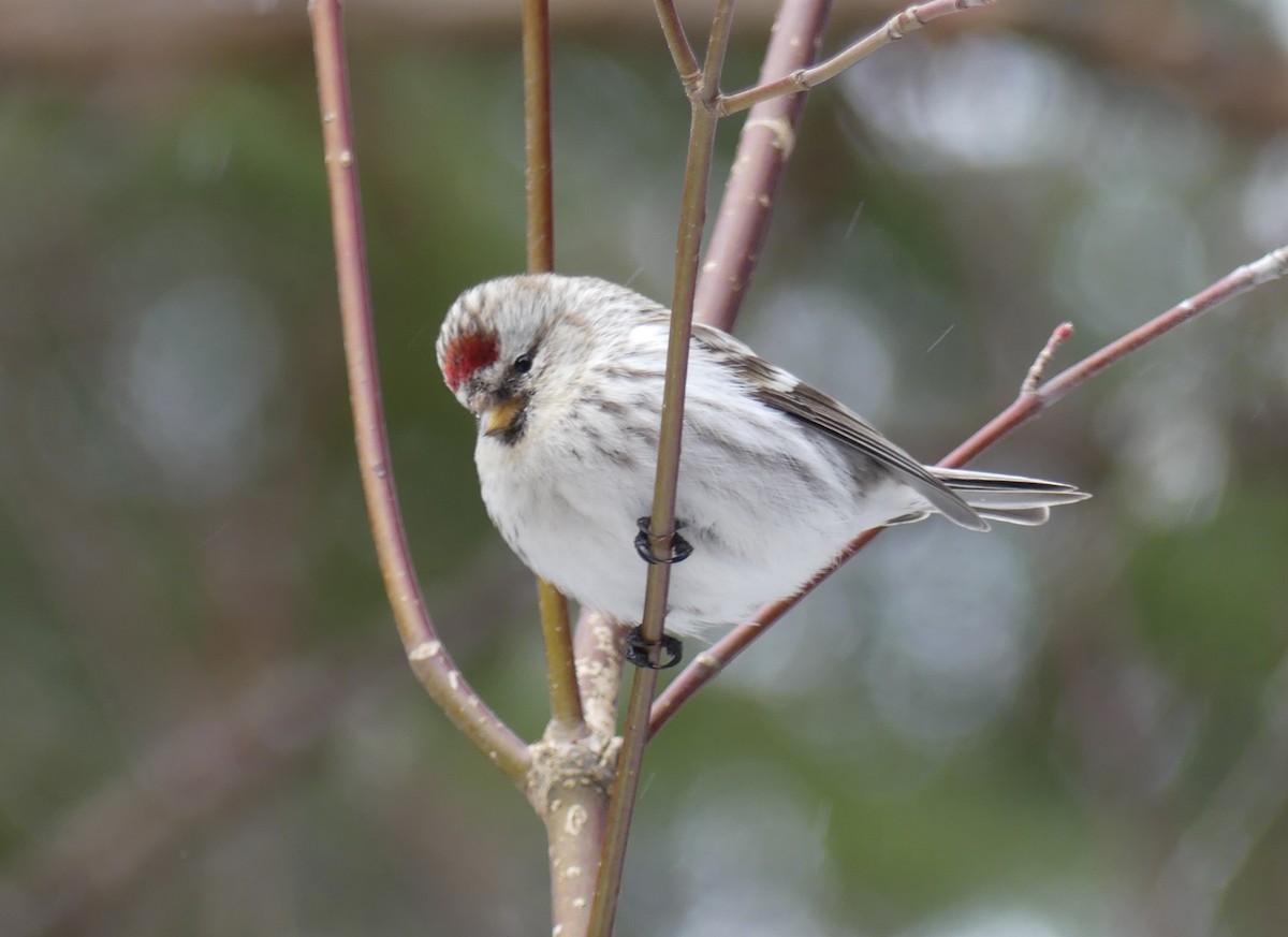 Redpoll (Hoary) - ML314622281