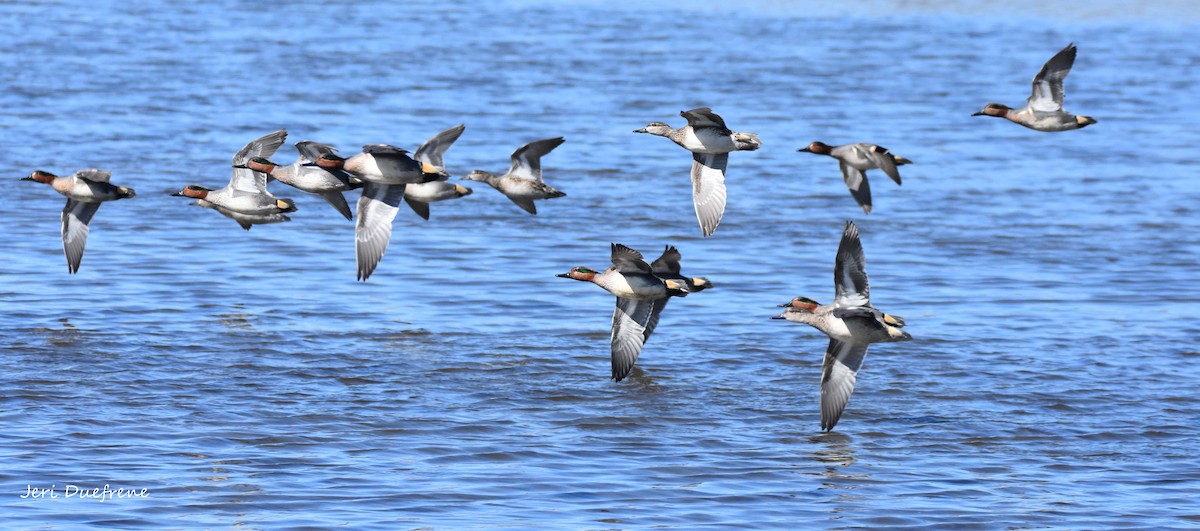 Green-winged Teal - Jerilyn Duefrene