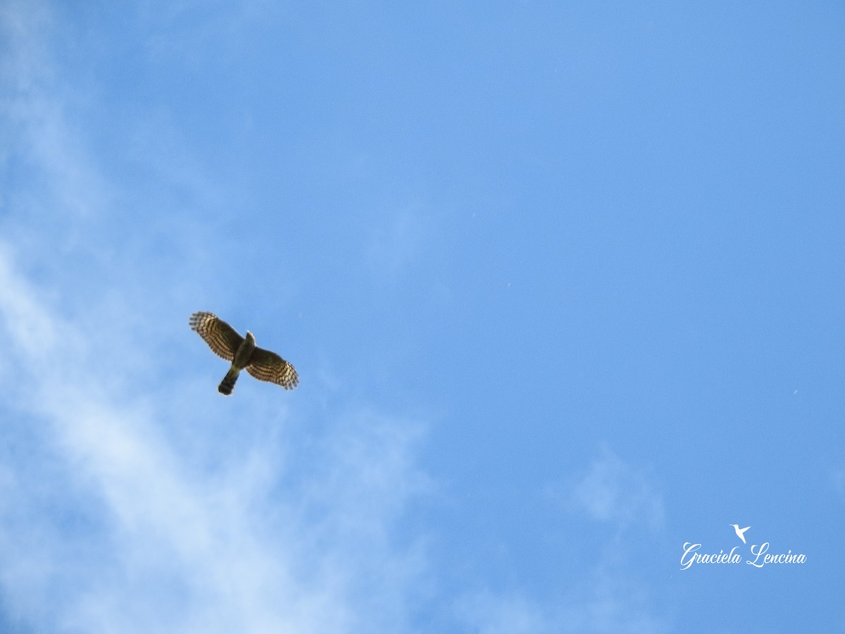 Sharp-shinned Hawk - Graciela Lencina