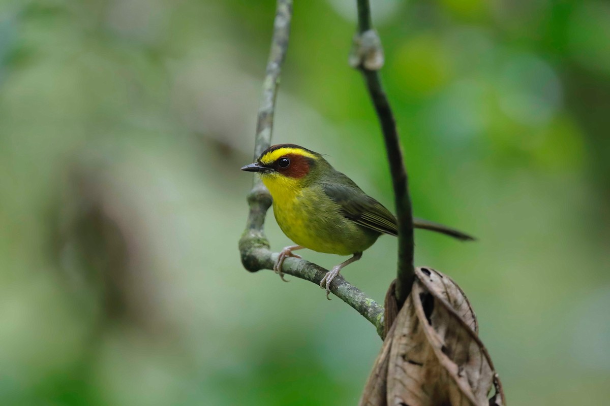 Golden-browed Warbler - ML314624851