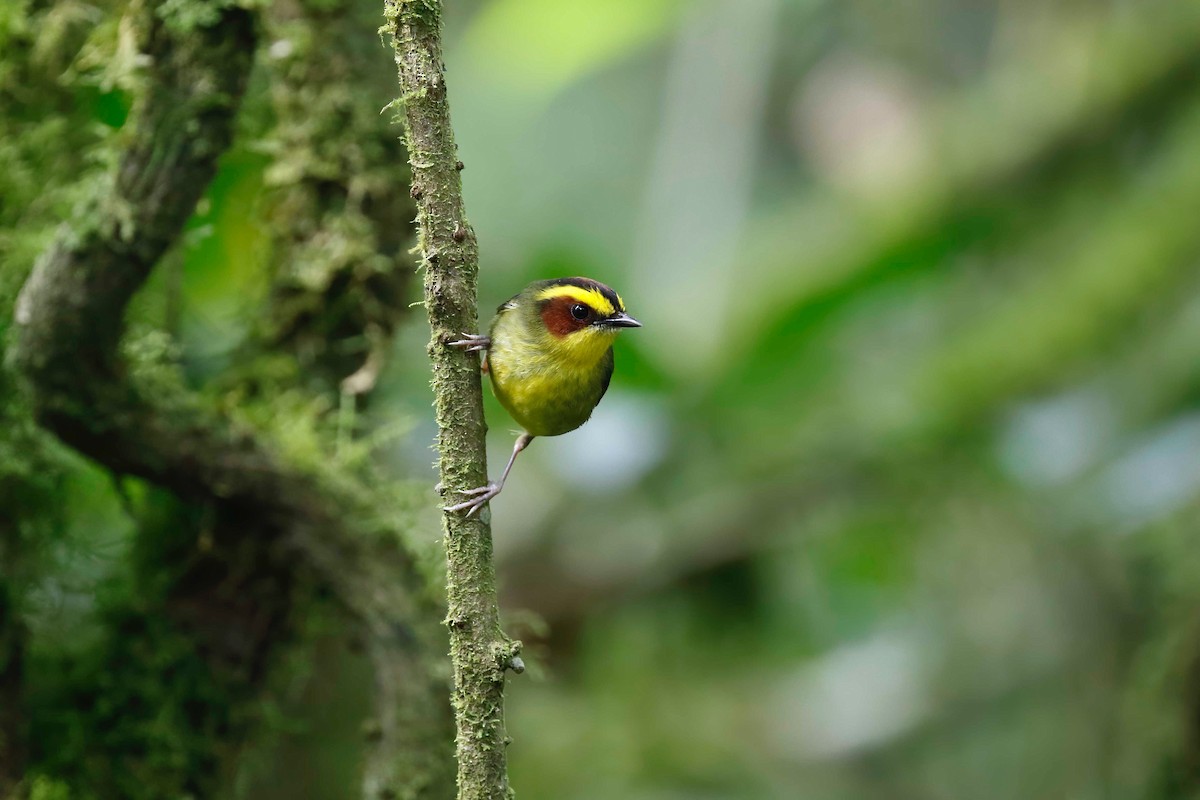 Golden-browed Warbler - ML314624861