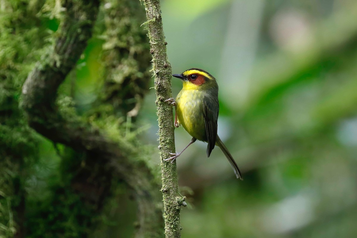 Golden-browed Warbler - ML314624871