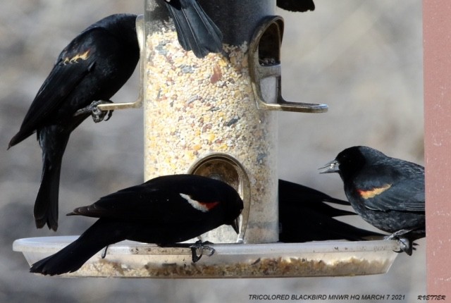 Tricolored Blackbird - ML314629121