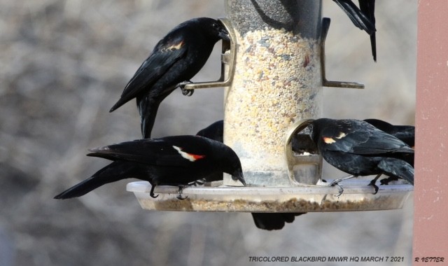 Tricolored Blackbird - ML314629131