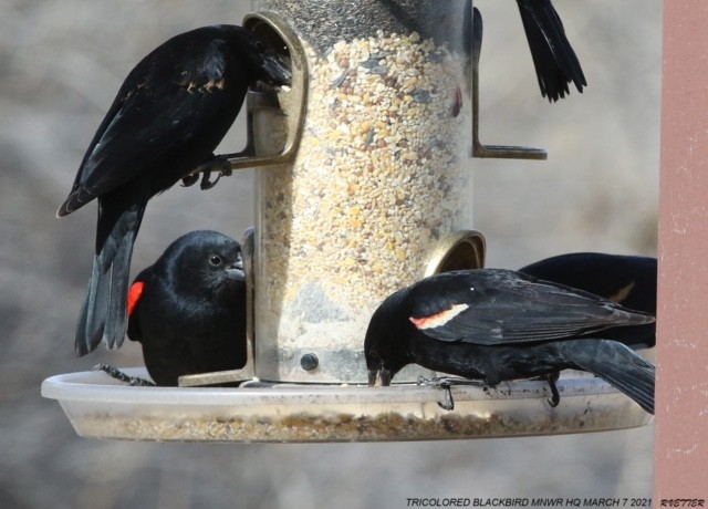 Tricolored Blackbird - ML314629141