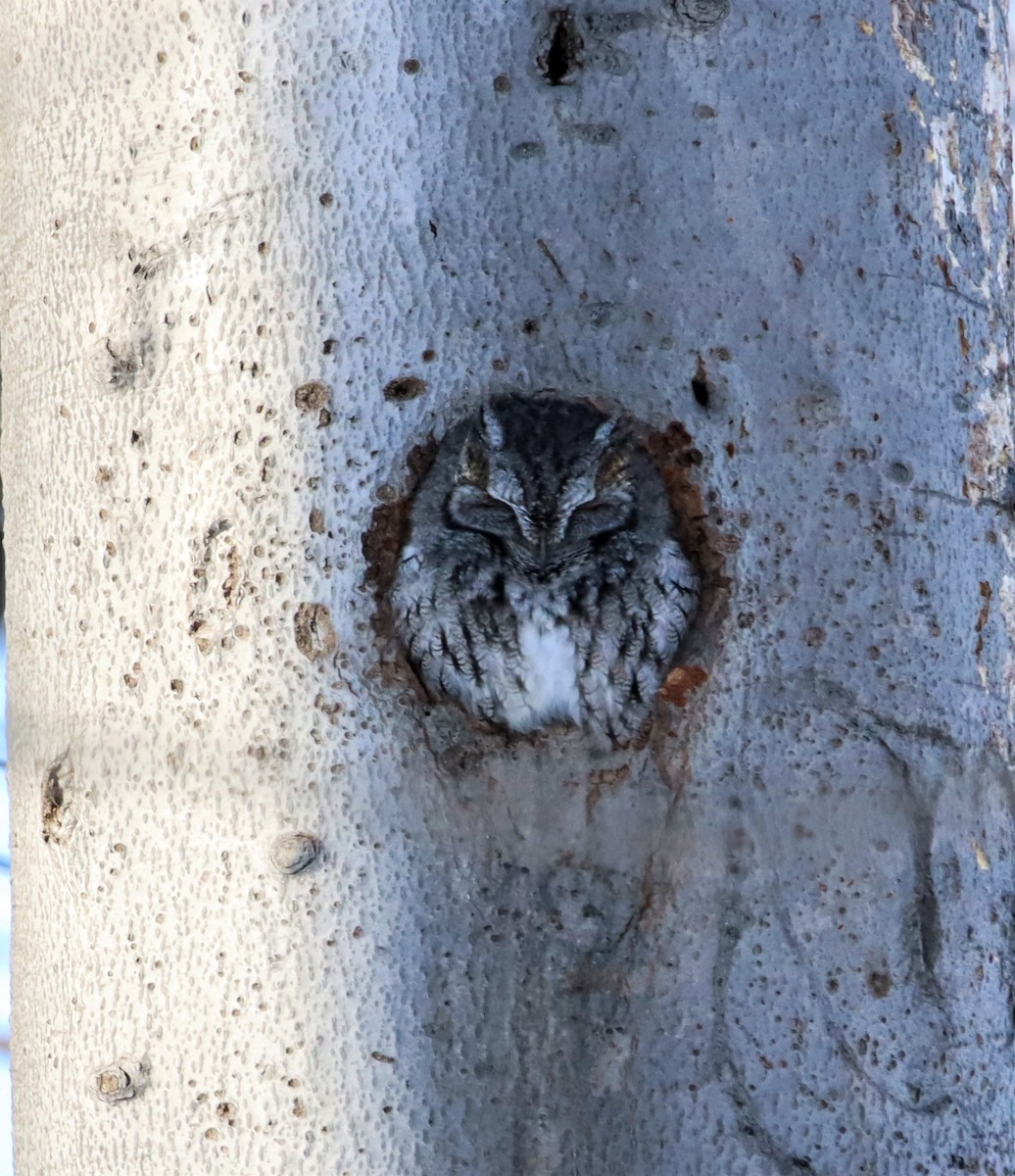 Eastern Screech-Owl - ML314630791