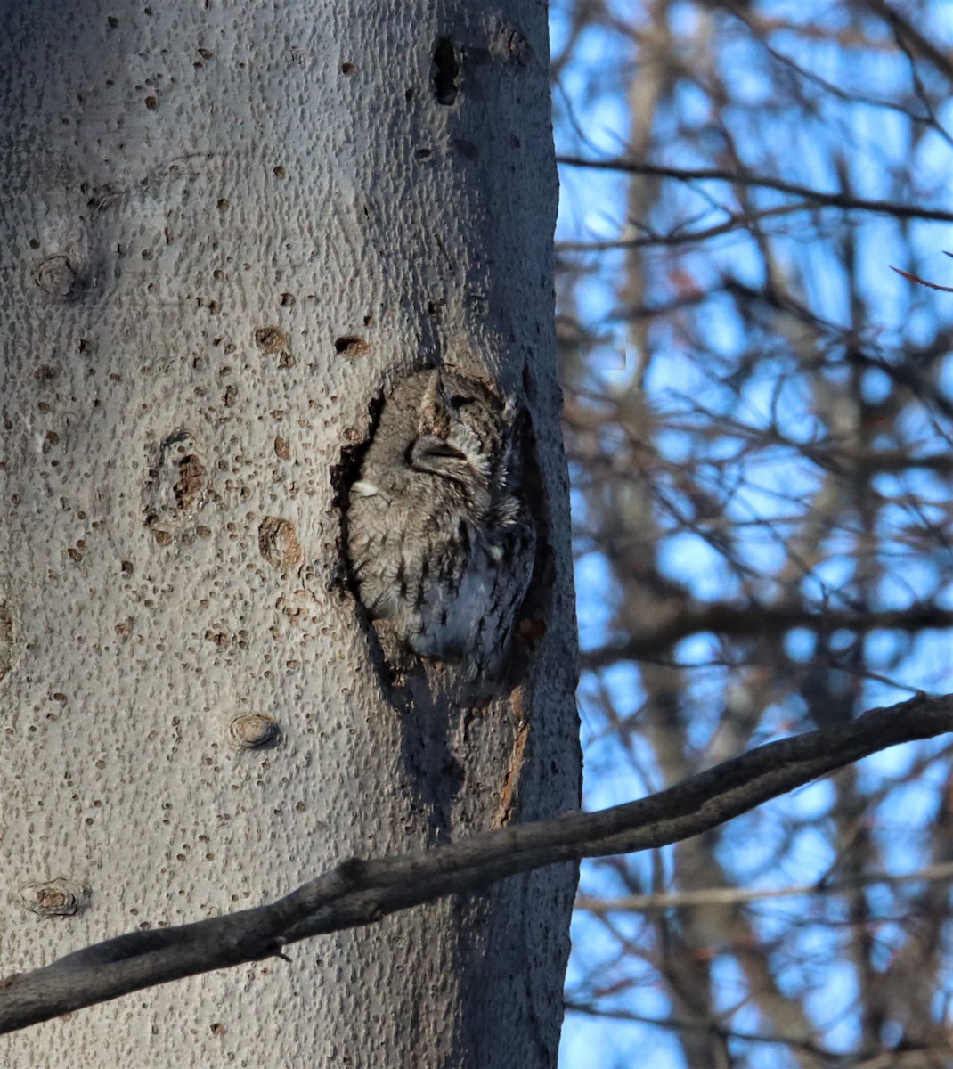 Eastern Screech-Owl - ML314630801