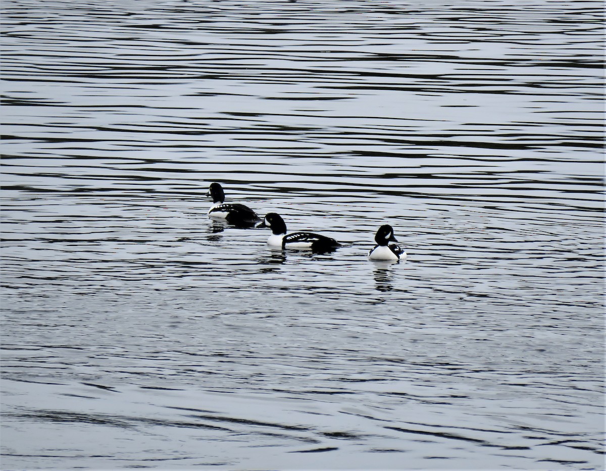 Barrow's Goldeneye - ML314631531