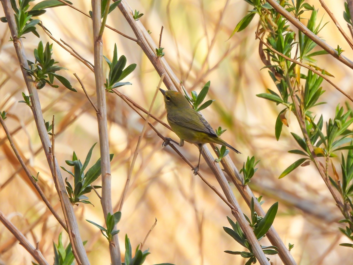 Orange-crowned Warbler - ML314632861