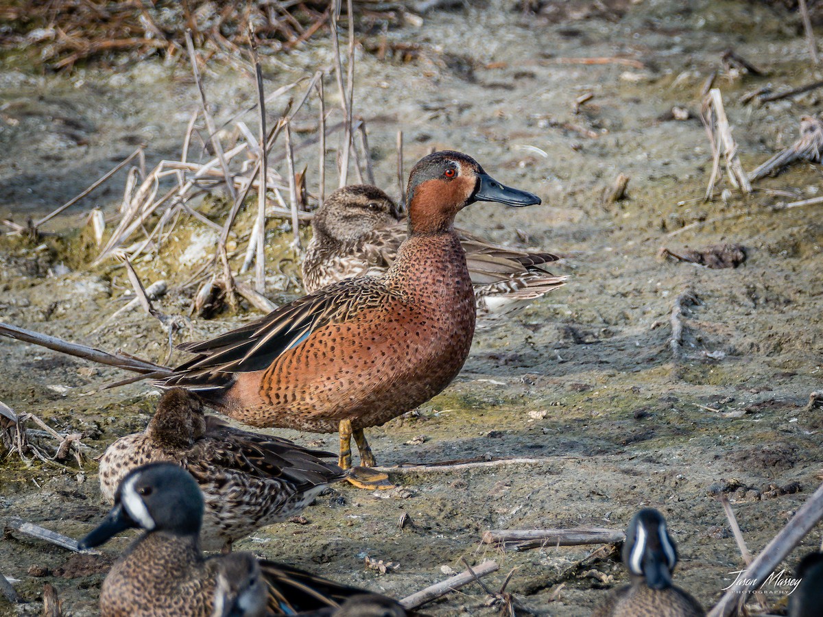Blue-winged x Cinnamon Teal (hybrid) - Jason Massey