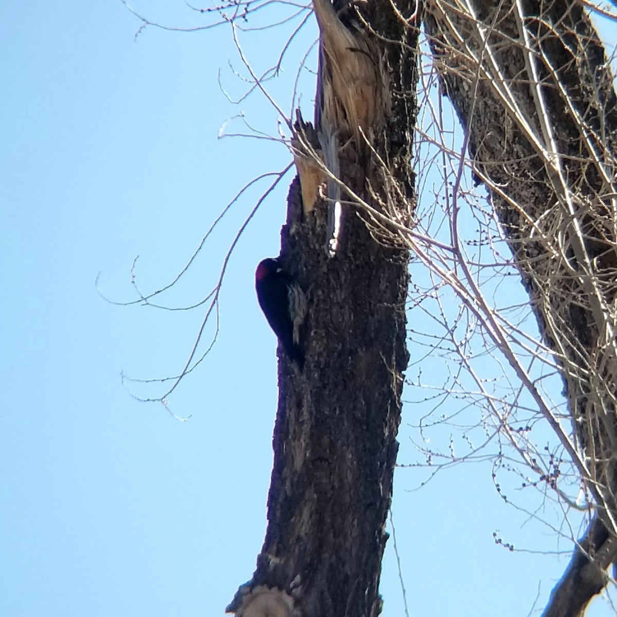 Acorn Woodpecker - ML314635091