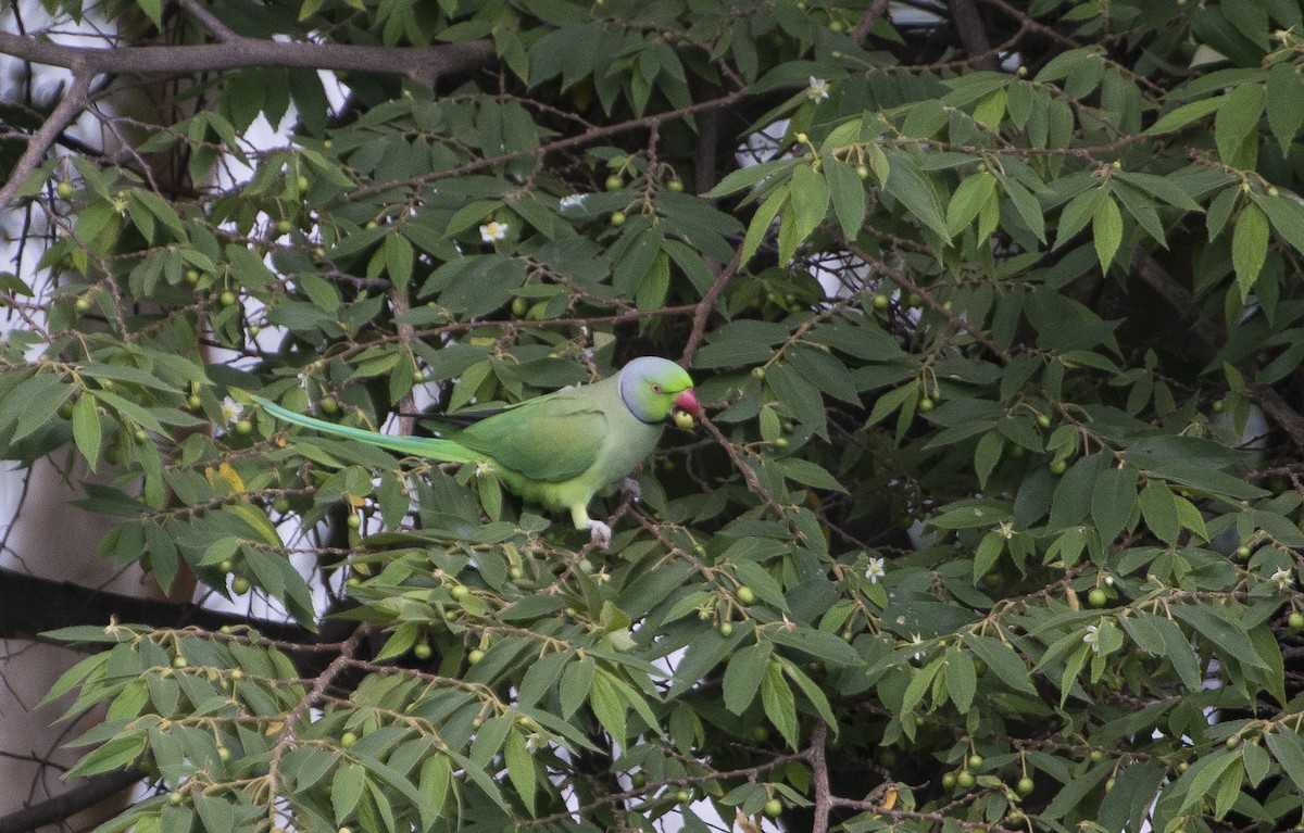 Rose-ringed Parakeet - ML31463511