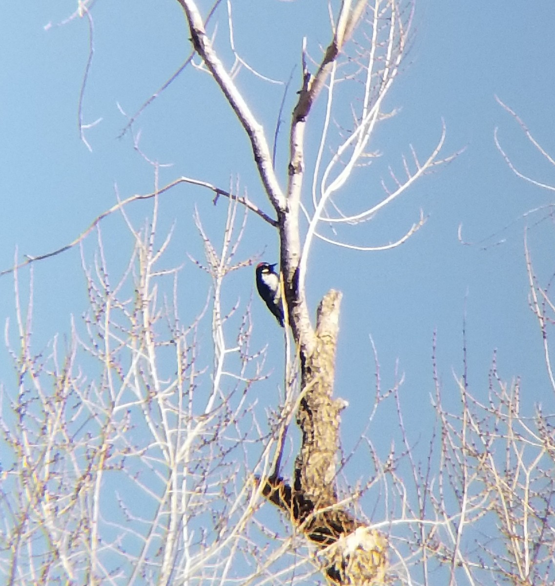 Acorn Woodpecker - ML314635511