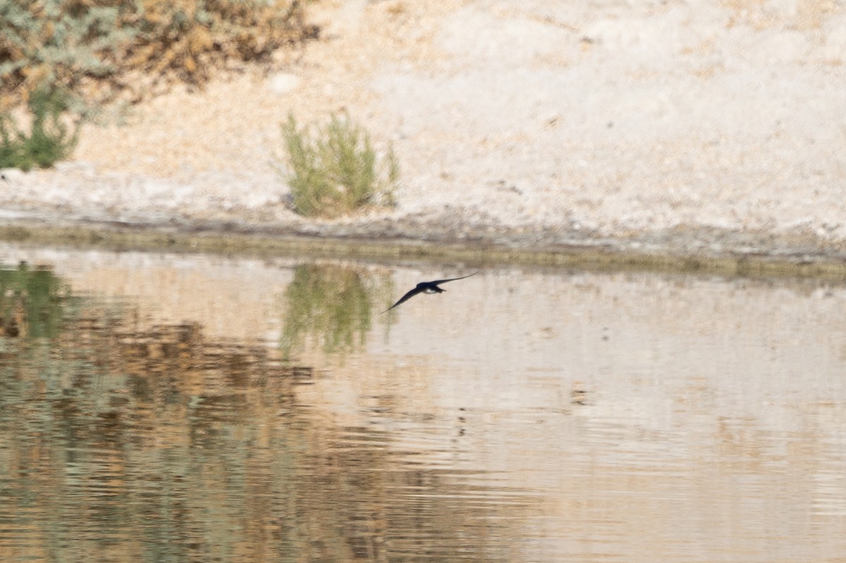 Northern Rough-winged Swallow - ML314636741