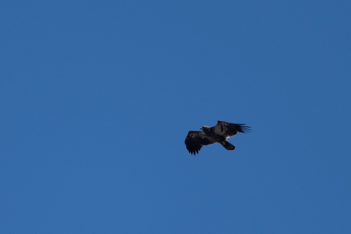 Bald Eagle - ML314638461