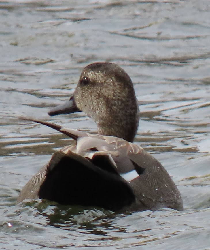 Бор нугас - ML314640711