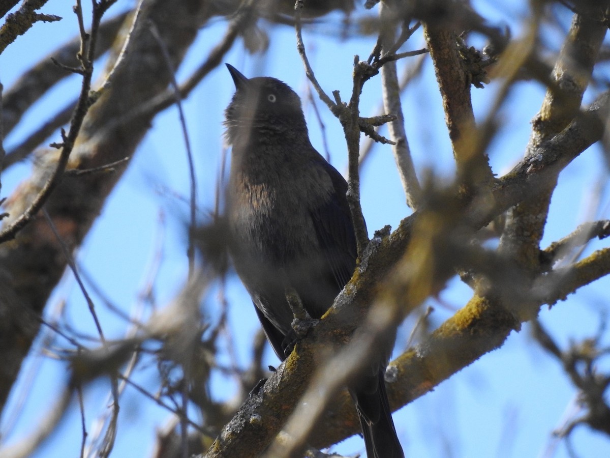 Rusty Blackbird - ML314641011