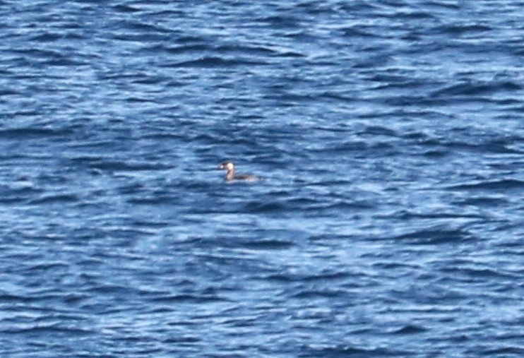 Red-necked Grebe - ML314641831