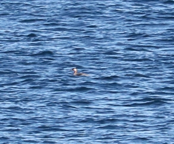 Red-necked Grebe - ML314641841