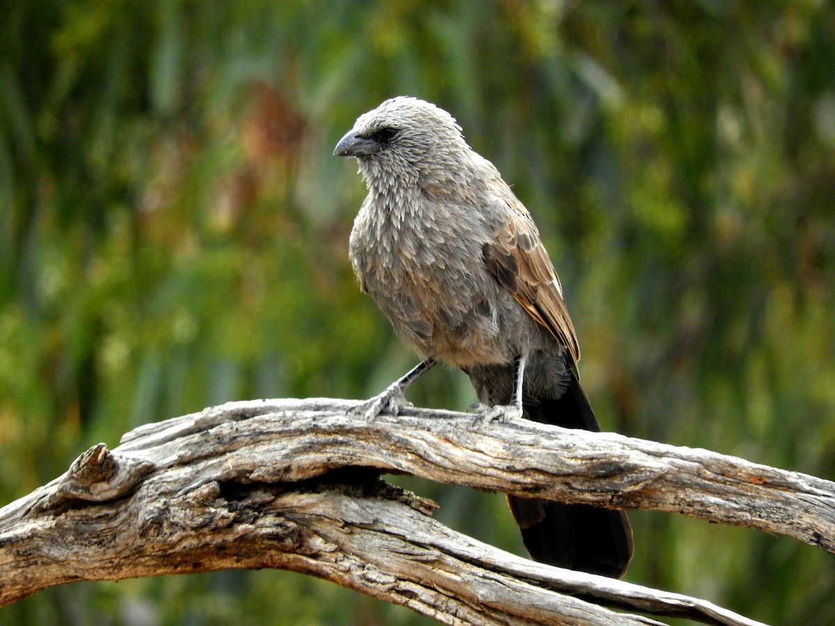 Apostlebird - ML314642581