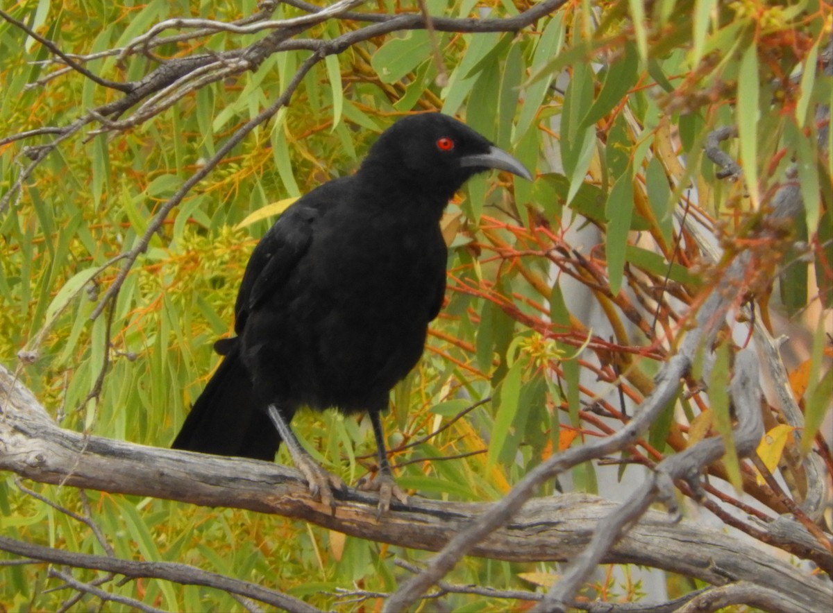 White-winged Chough - ML314642661