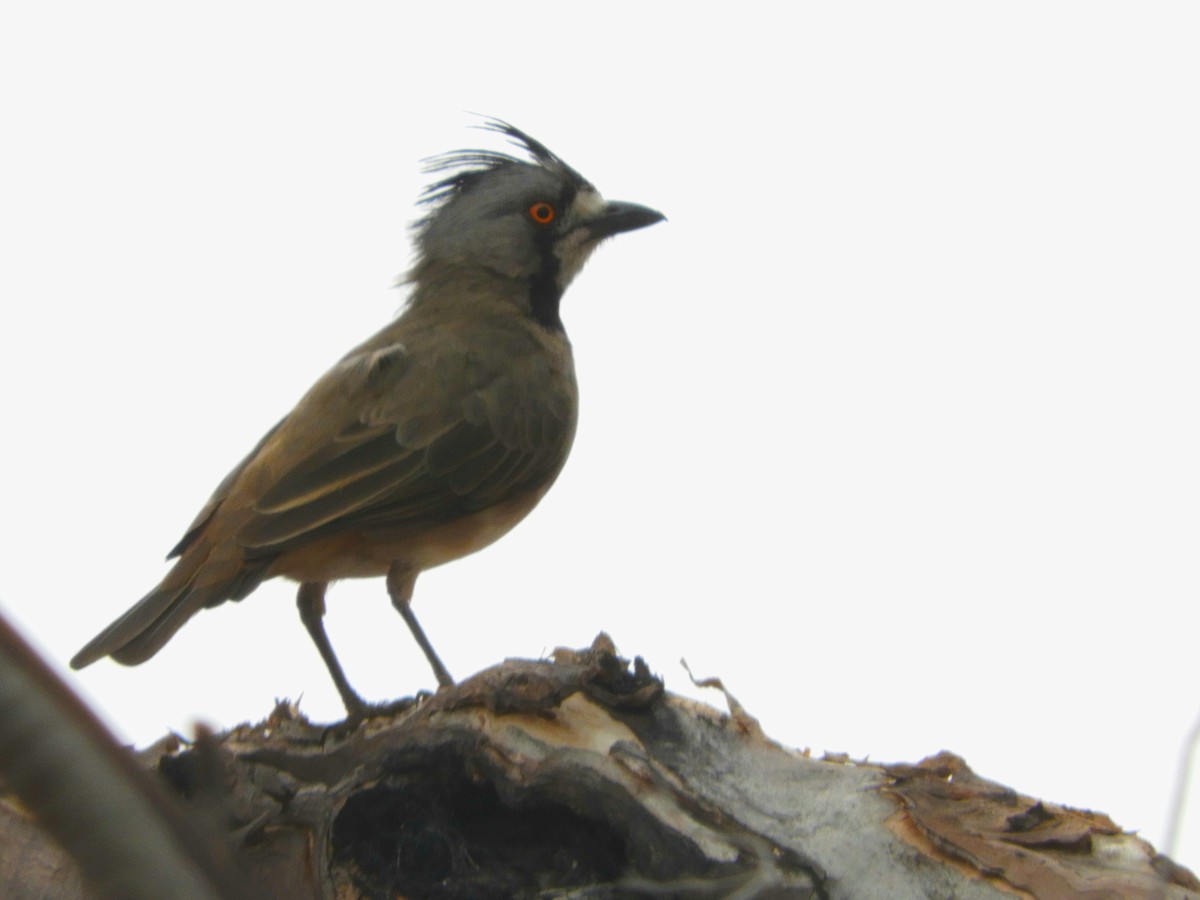 Crested Bellbird - ML314643251