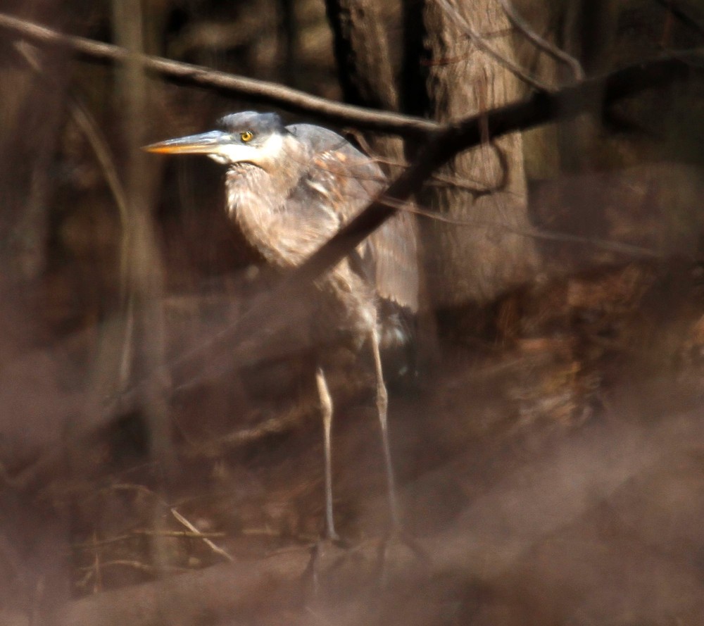 Great Blue Heron - ML314644241